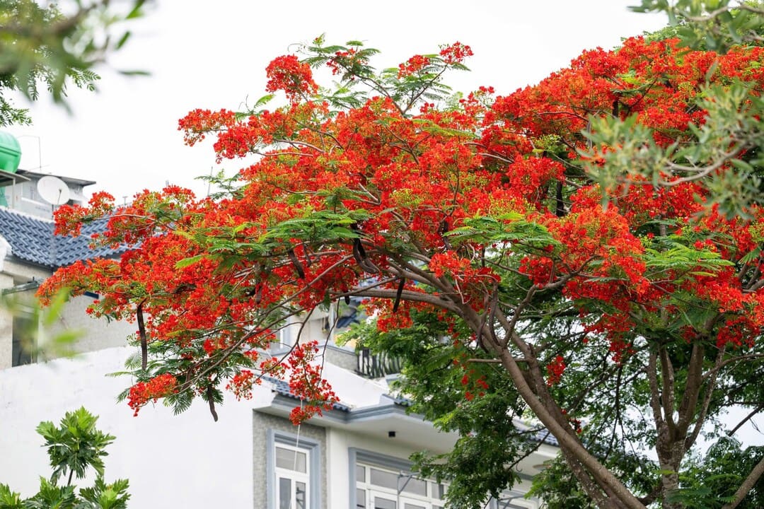 Ngắm mùa hoa phượng vĩ nở đỏ rực rỡ tại các tuyến đường nội khu dự án Five Star Eco City